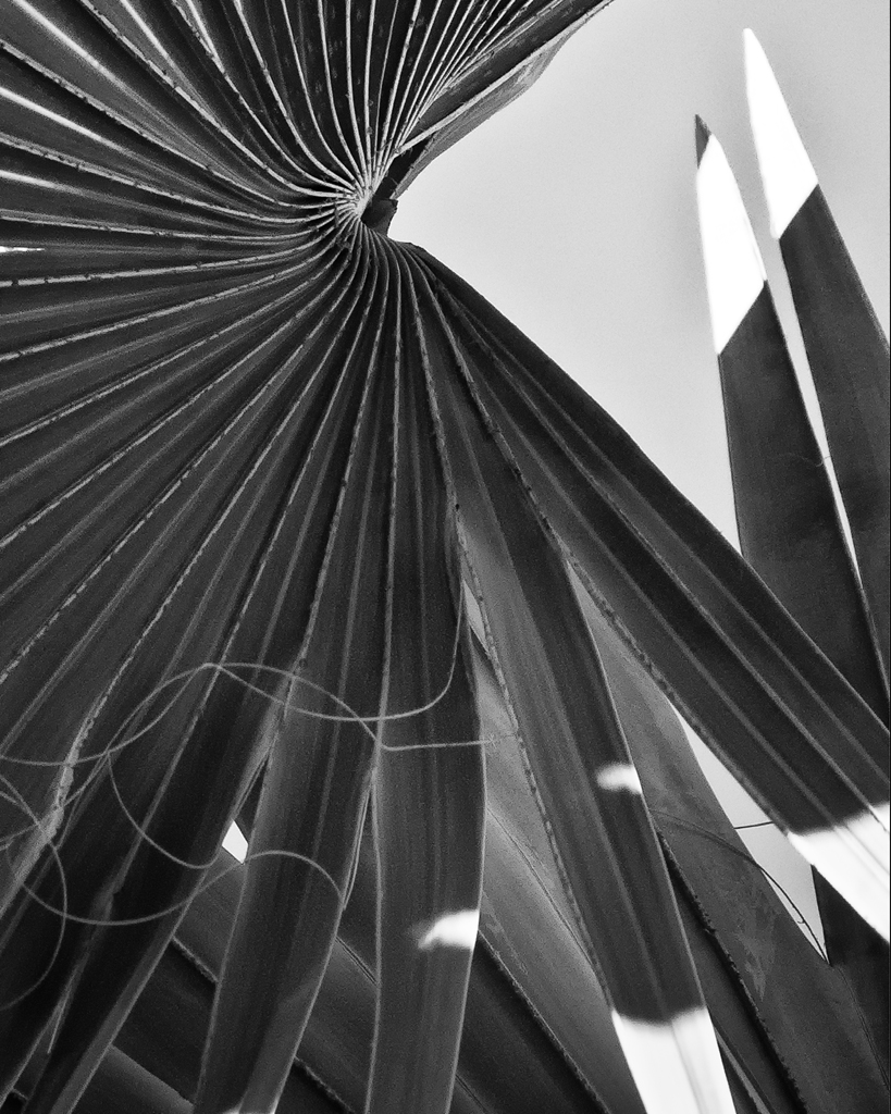 abstract palm b&w