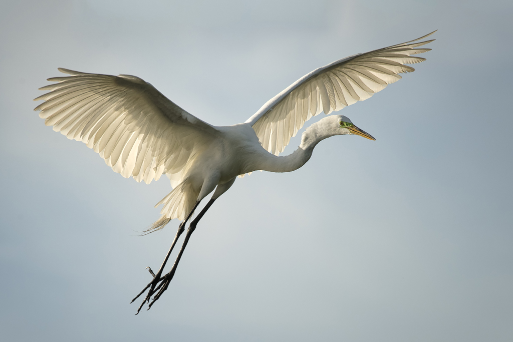 backlit egret