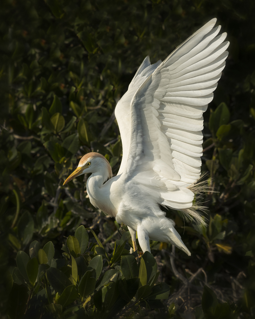cattle egret wing