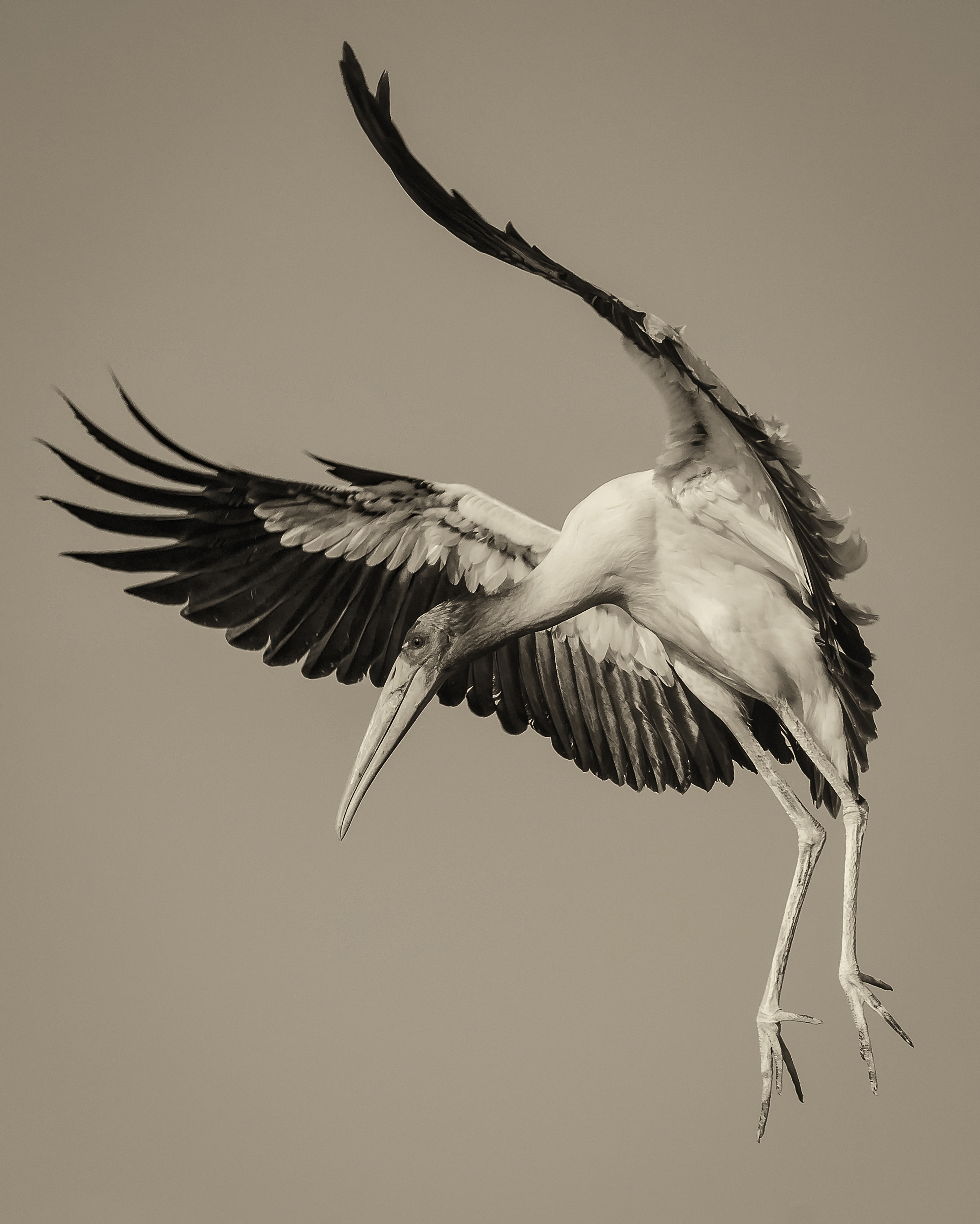 dance of the stork