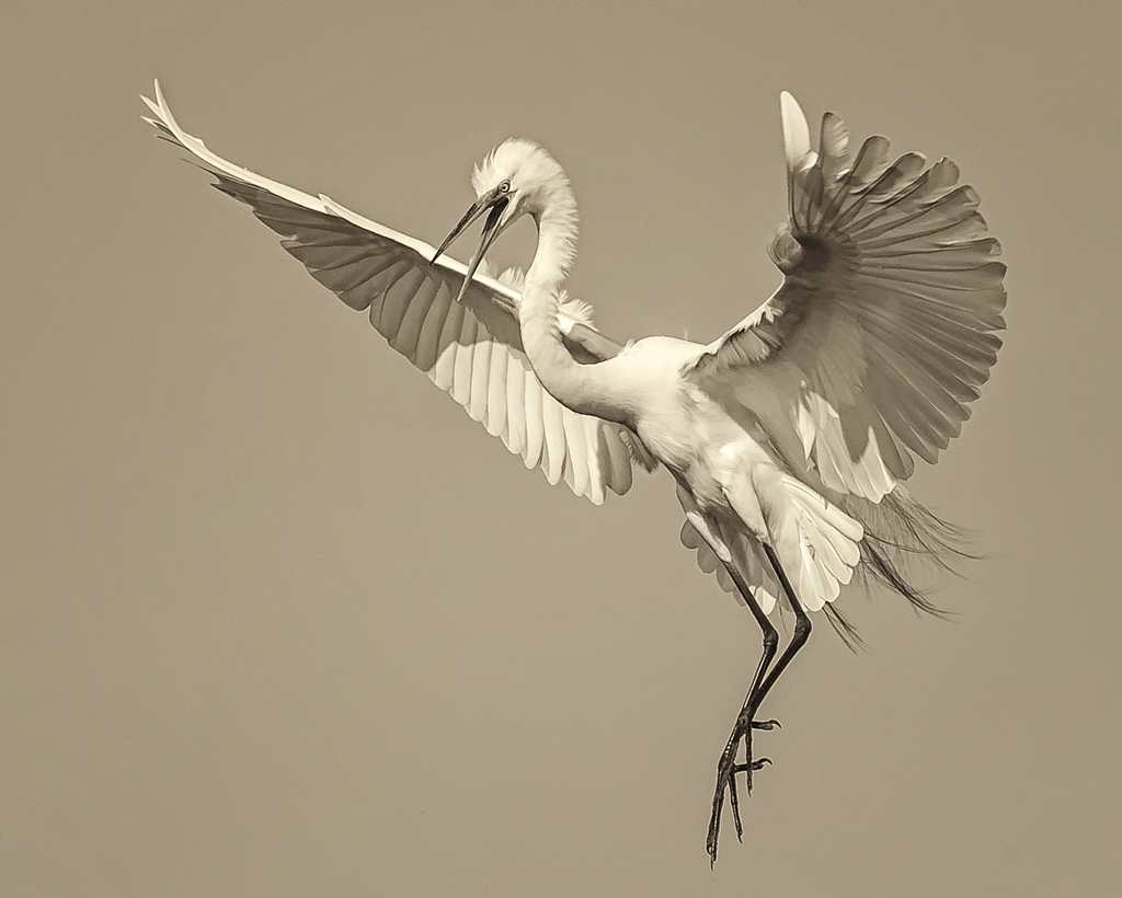egret-3