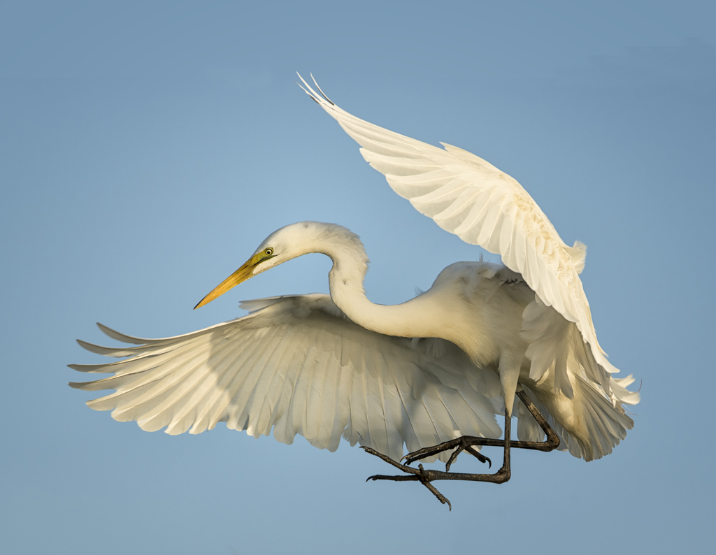 egret crunch
