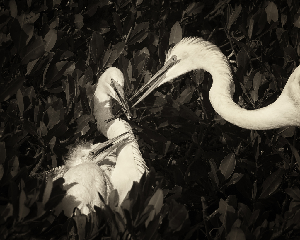 egret family-sepia