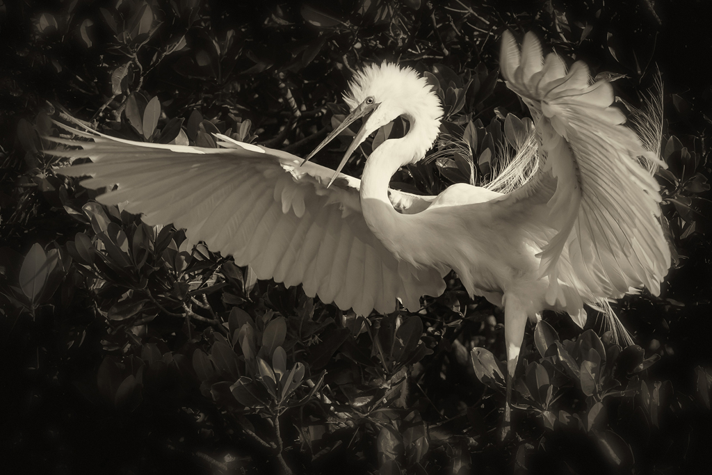 egret in mangroves
