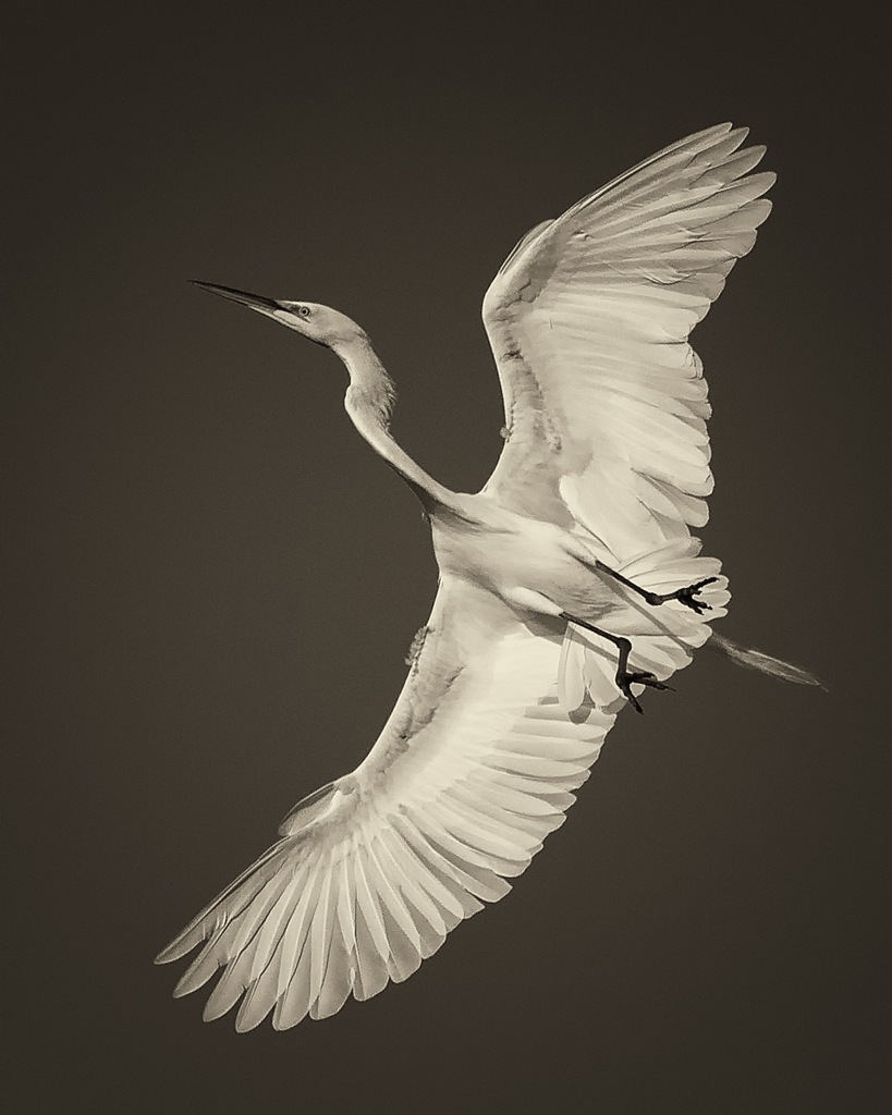 egret shape sepia