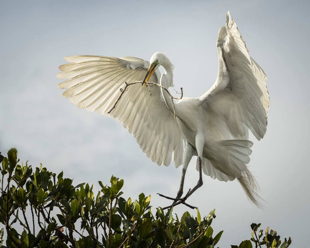 egret with stick-1