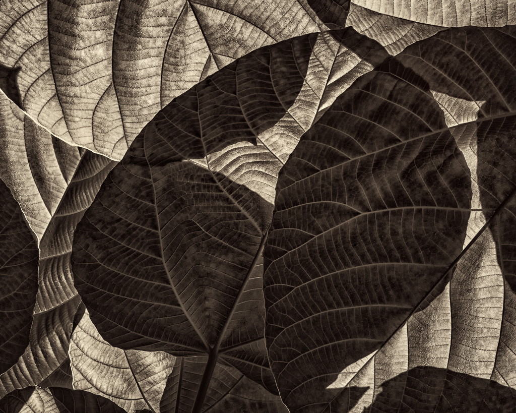 leafy abstract