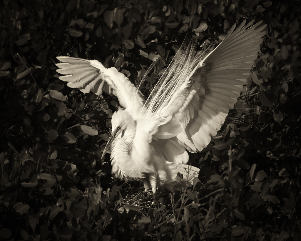 majestic egret-paper tone-1jpg