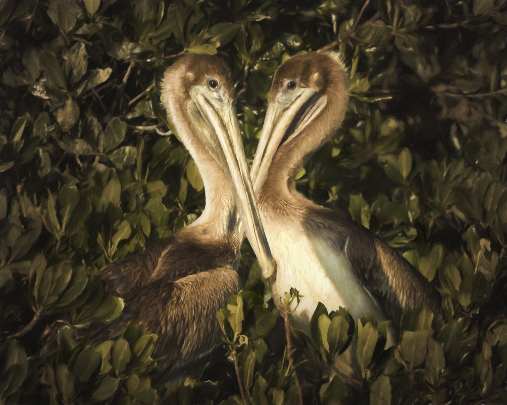 pelican duo