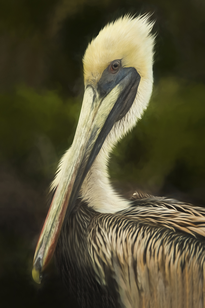 pelican portrait 8x12