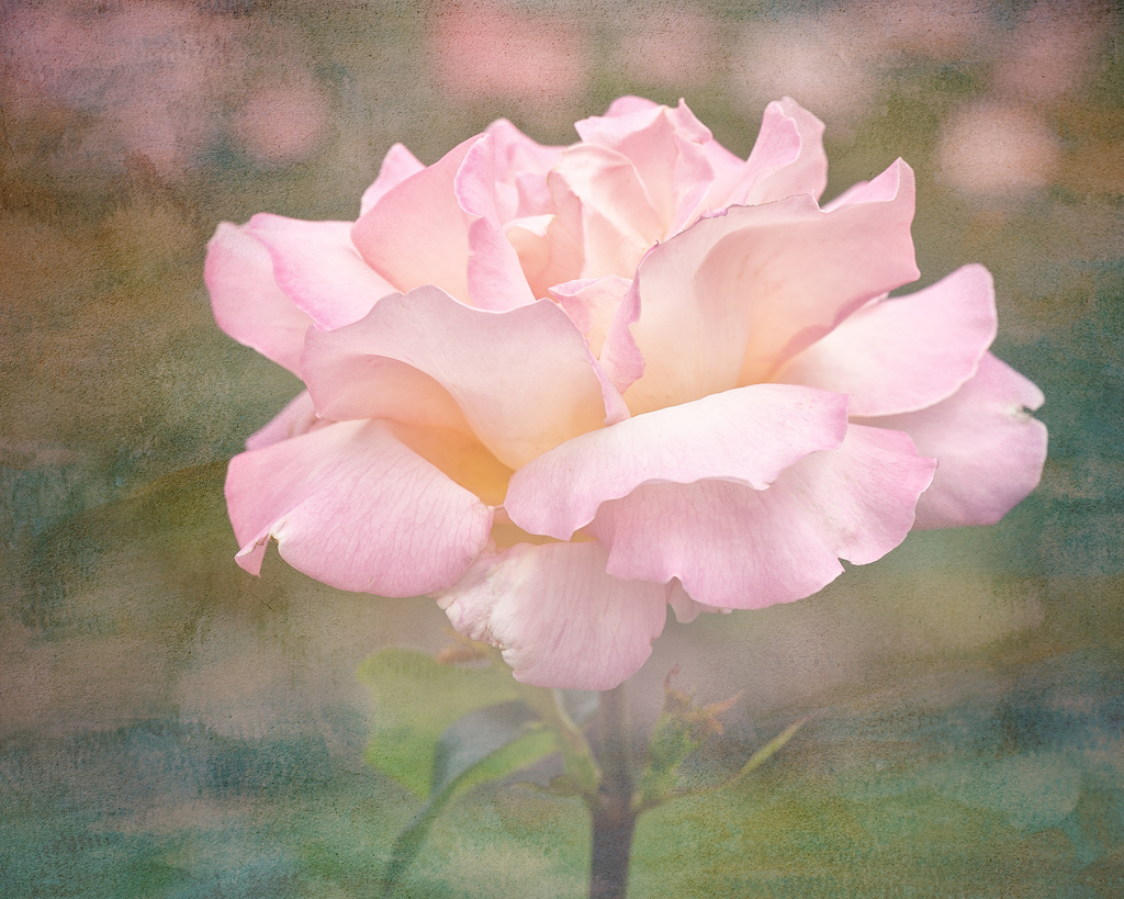 pink rose-1