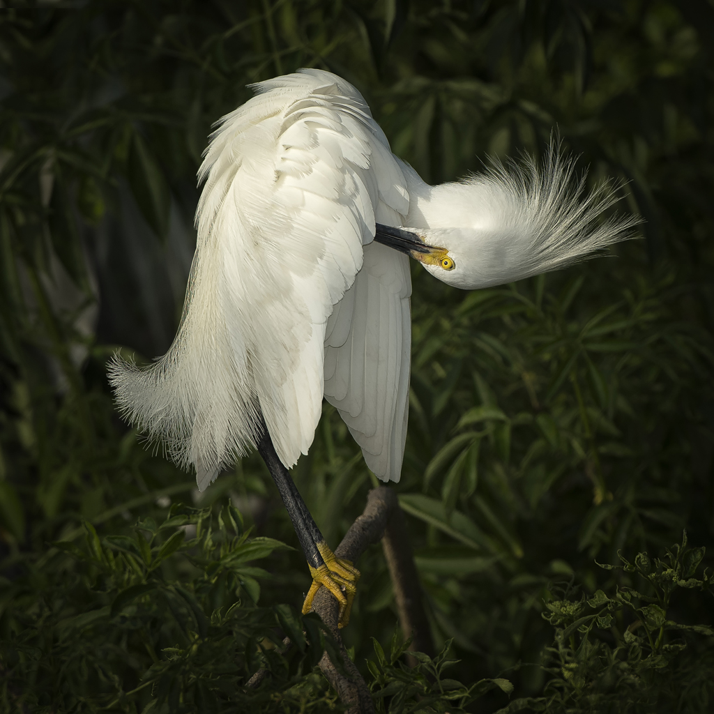 preening egret