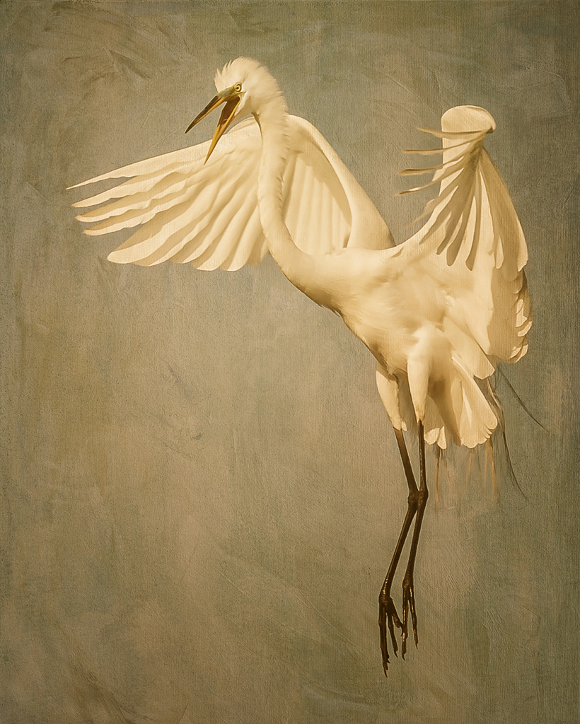 rising egret