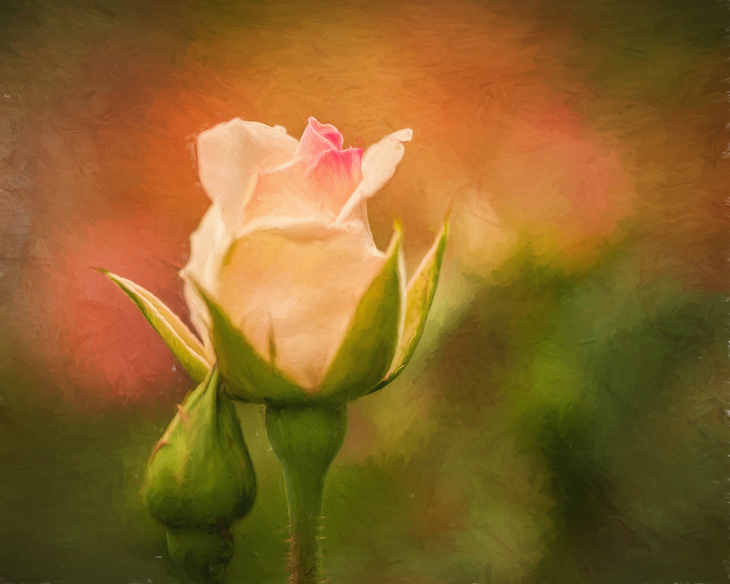 rose and bud-2