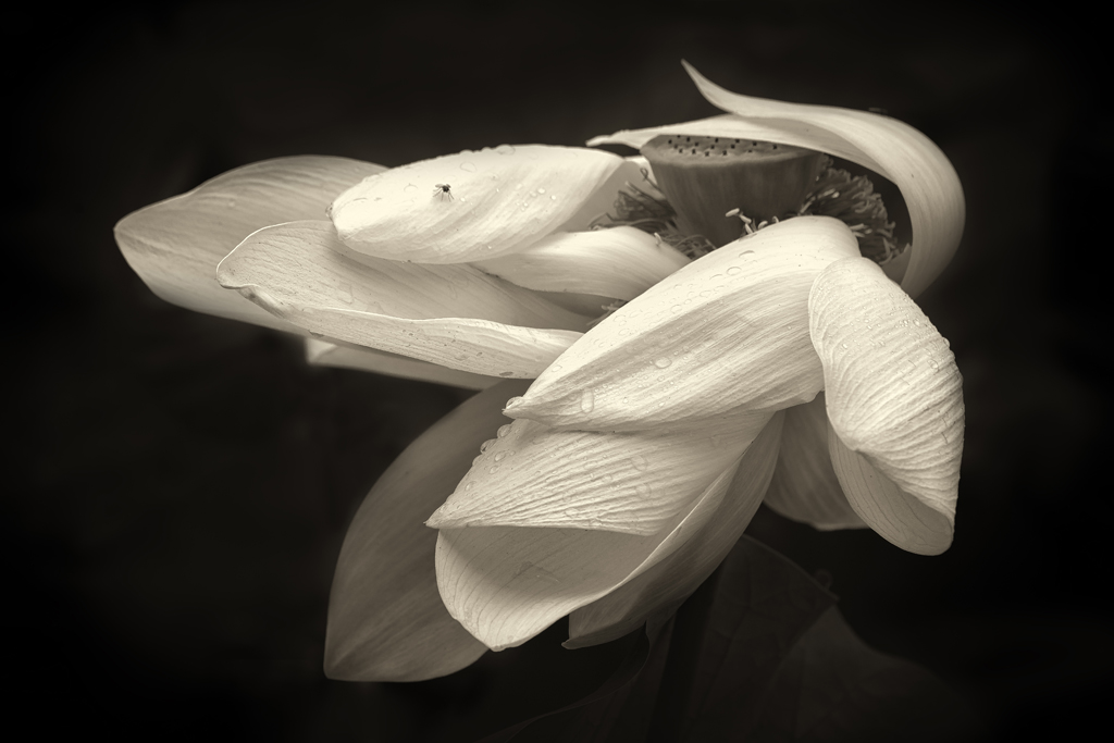 sepia lotus