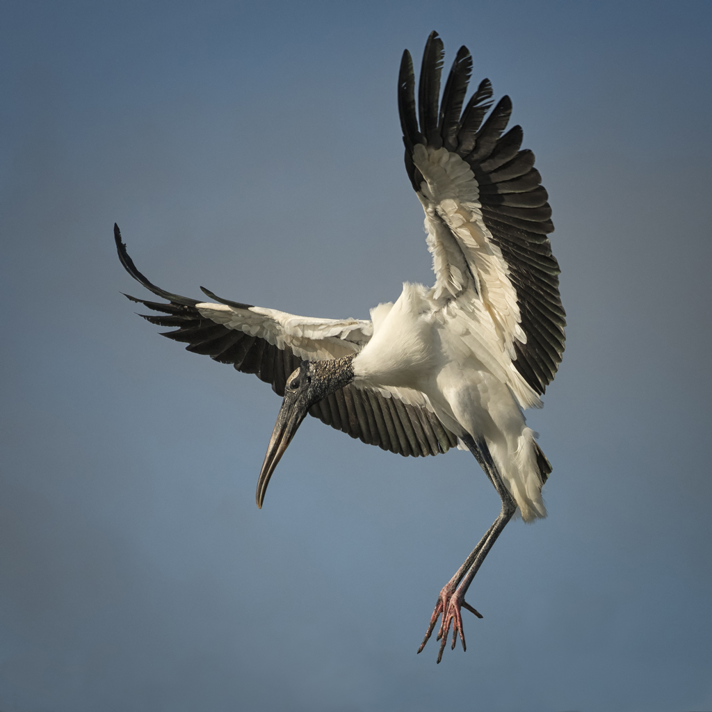 stork winged