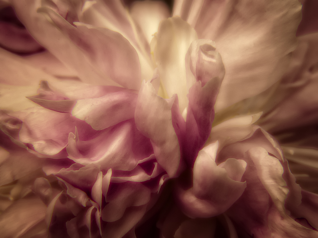 the heart of a peony