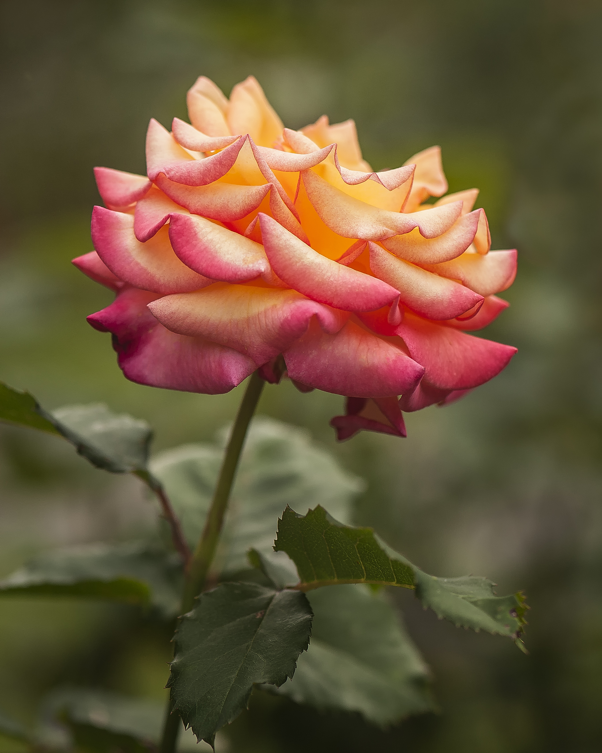 wavy rose