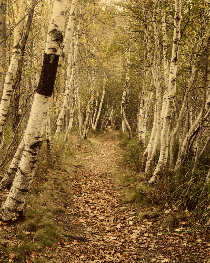 birch path-1