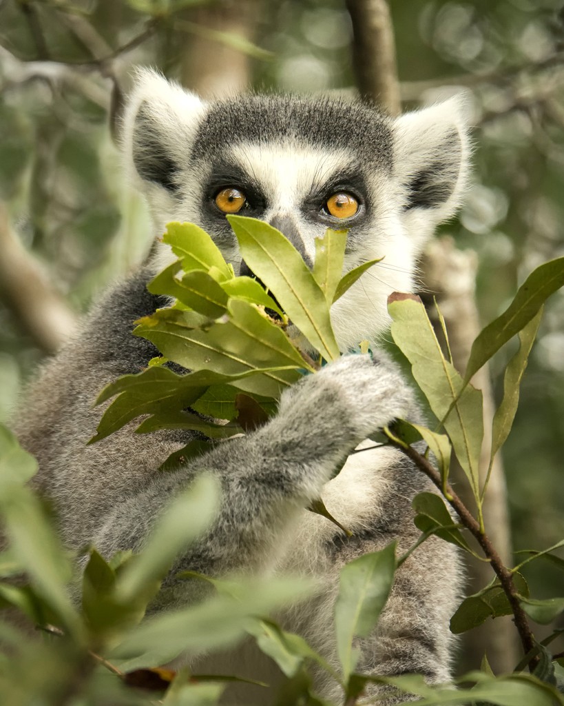 lemur-9 8x10