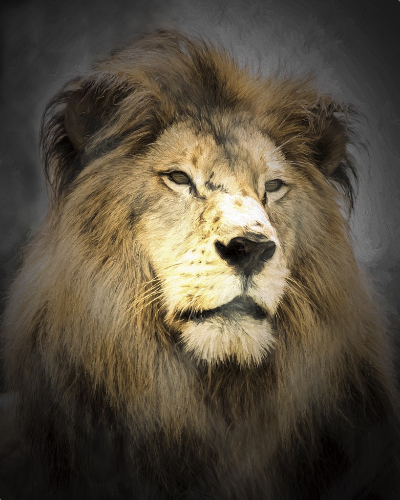 lion king-2