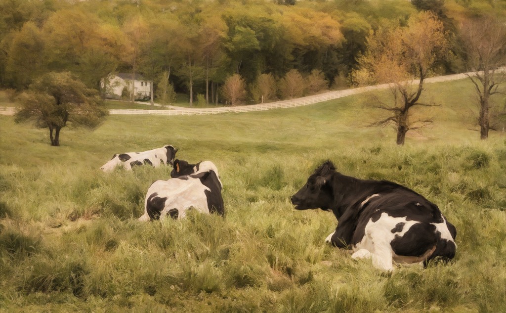 pastoral cows