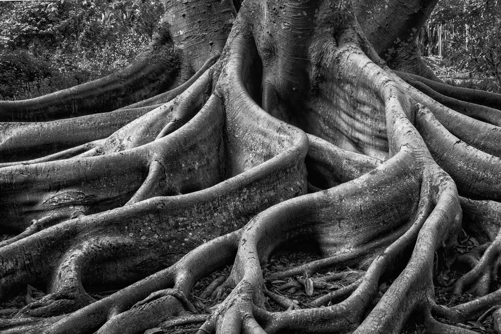 tree roots-1psd