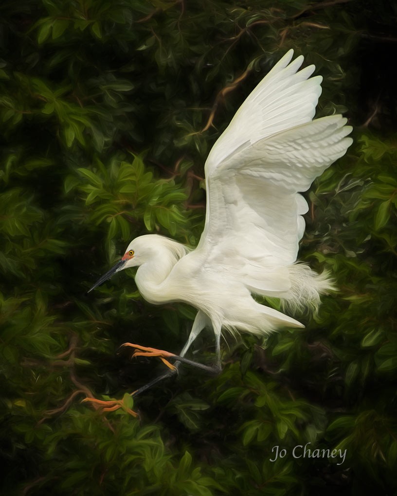 egret-landing-F