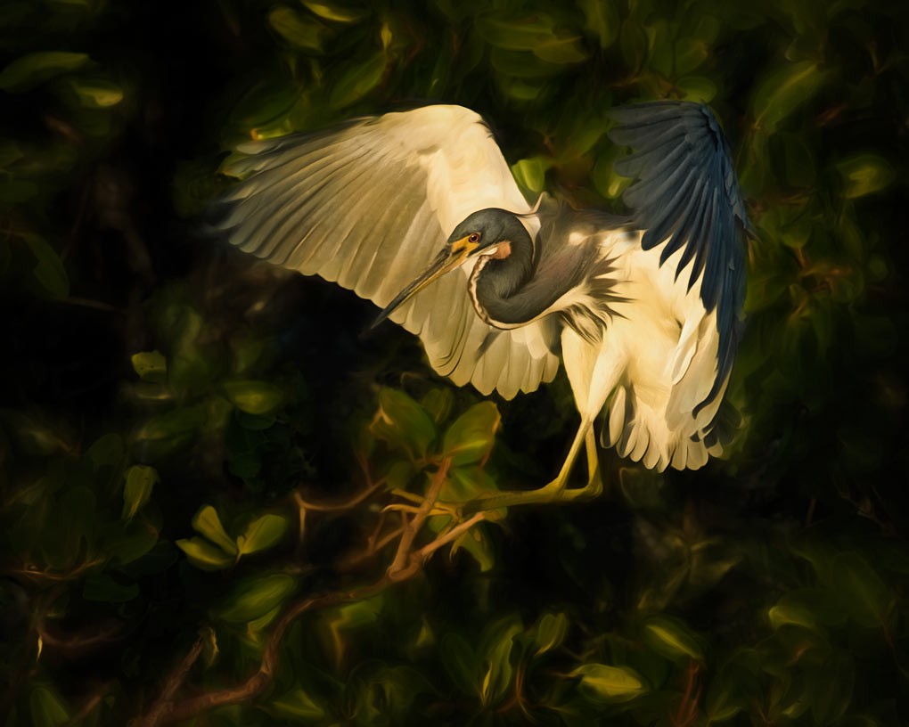 heron life
