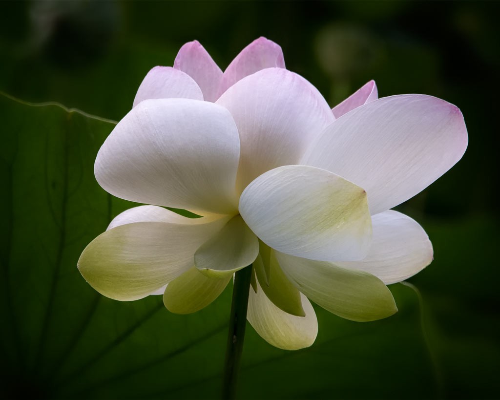 lotus-leaf-and-petals-F-4x5