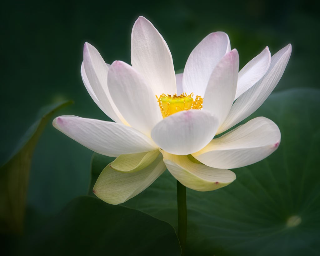 yellow-center-lotus