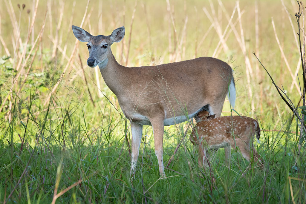 doe-and-fawn-F