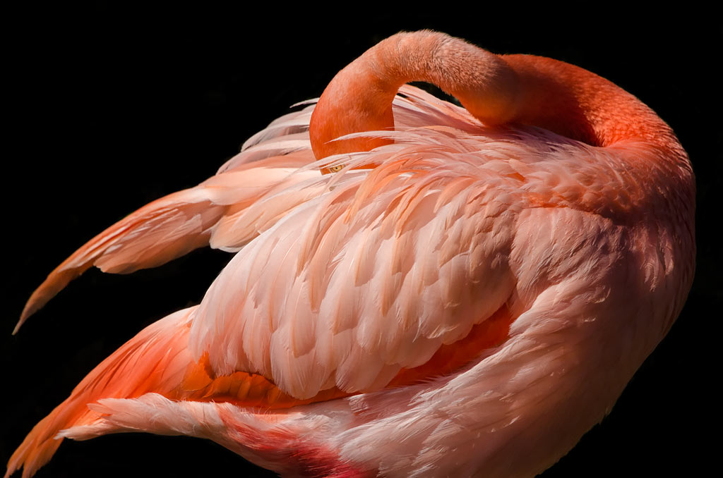 flamingo-eye-F
