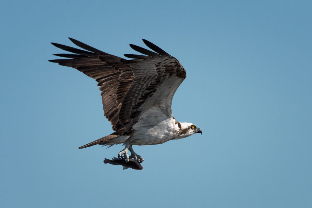 osprey-catch-F