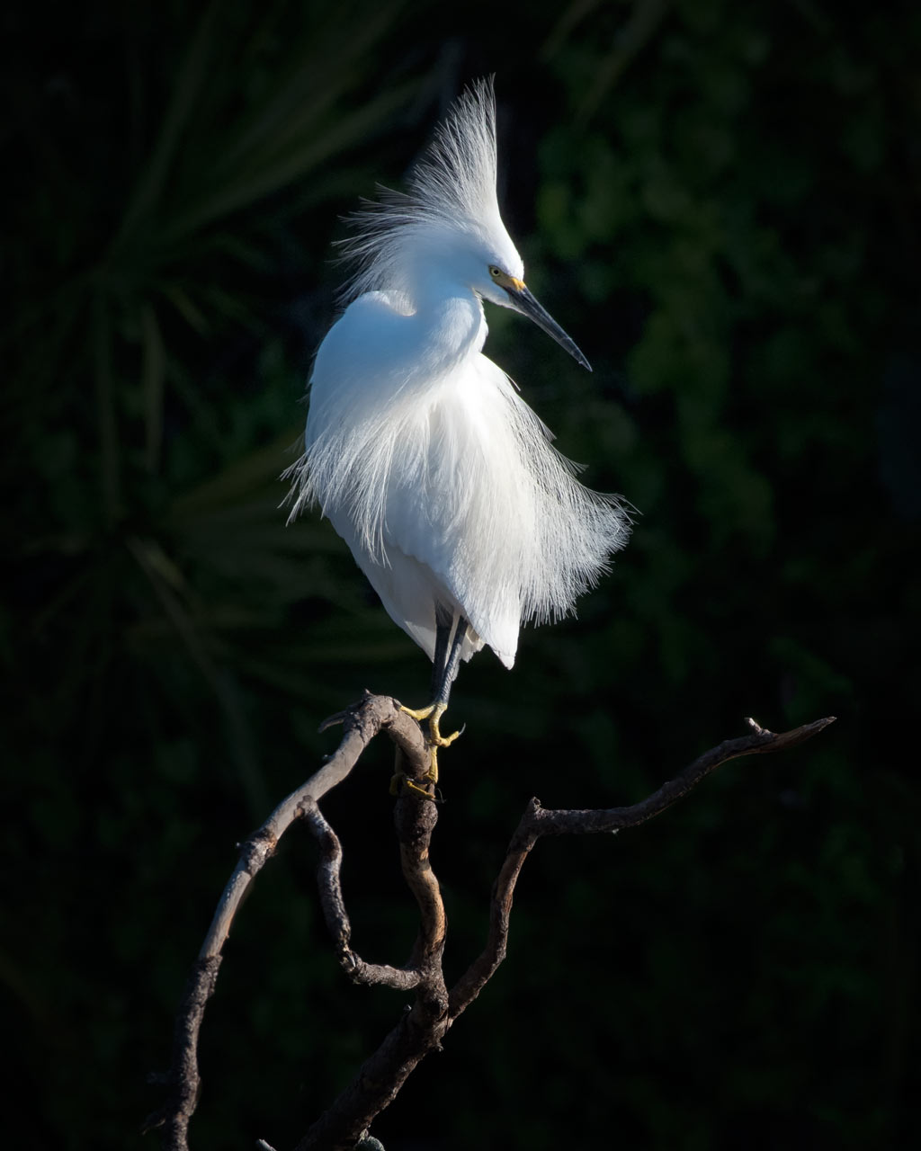 snowy-egret-profile-F